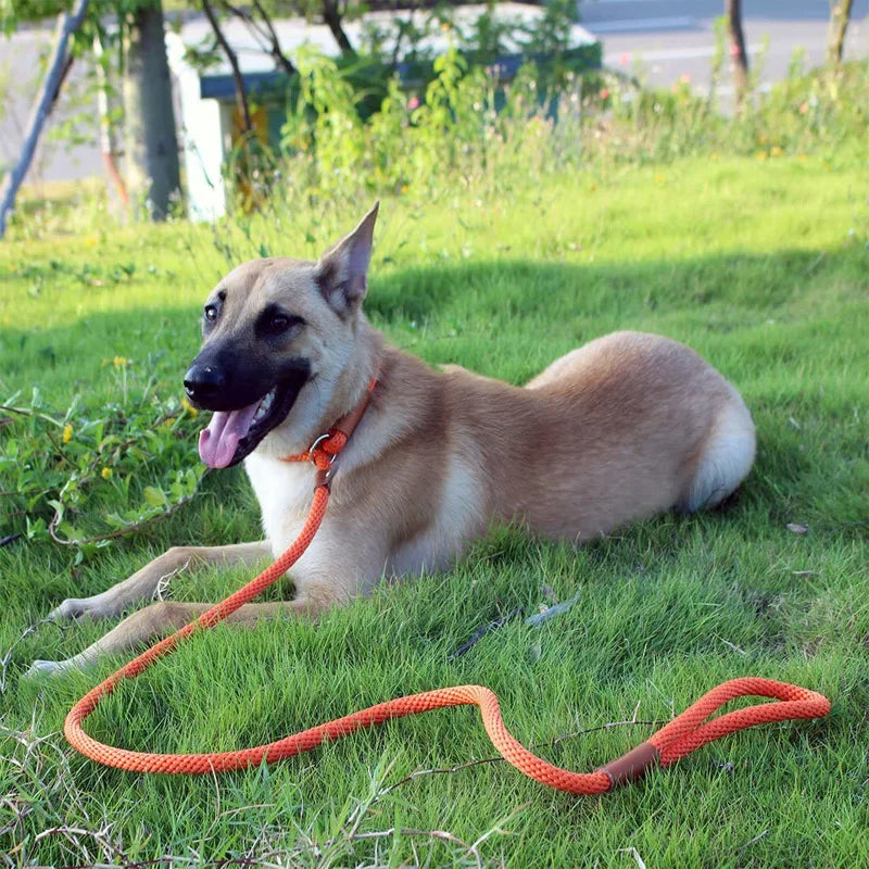 Dog Slip Lead Dog Leash Nylon Solid Rope